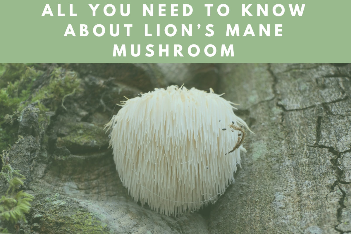 Lion's Mane Mushroom
