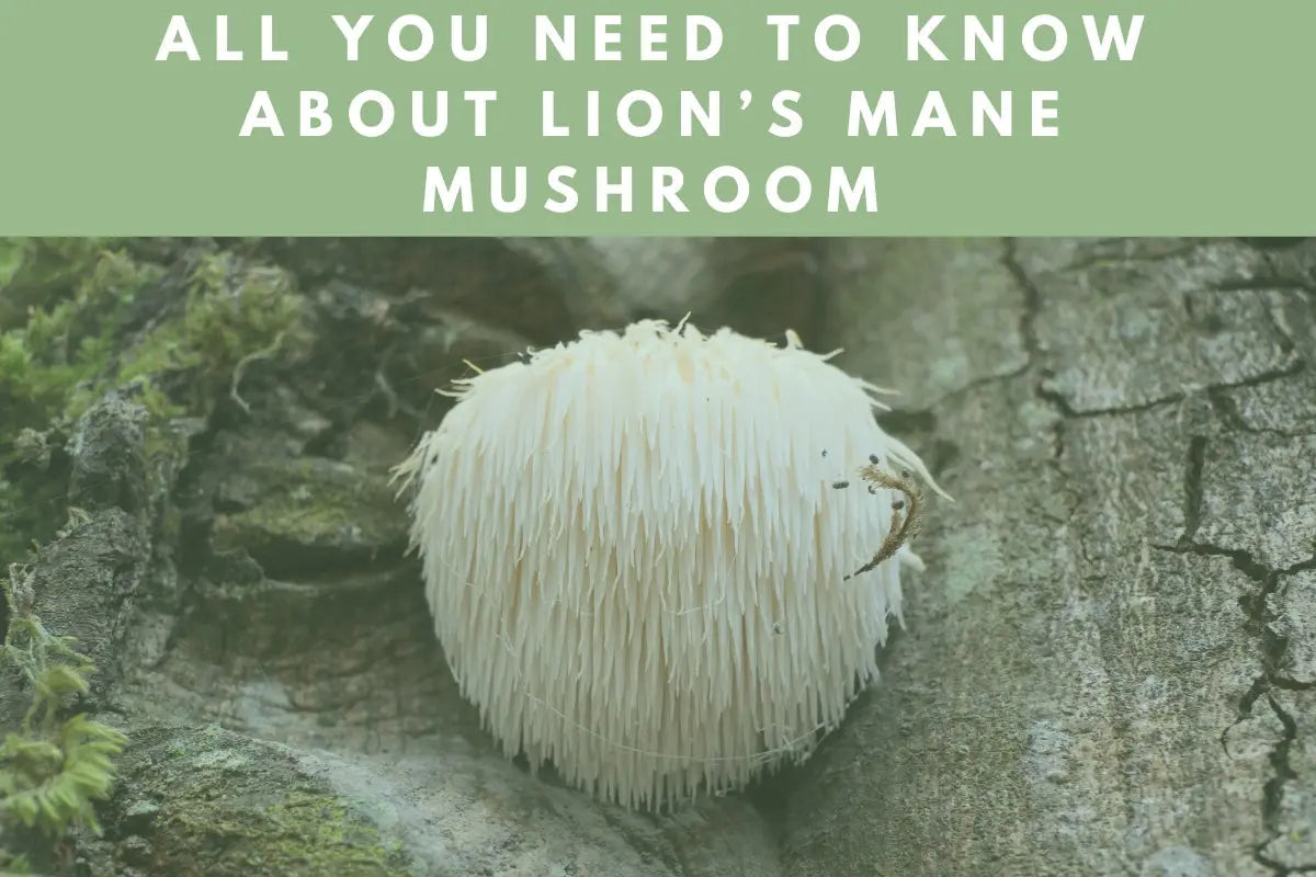 Lion's Mane Mushroom